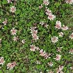 Trifolium pallescens 花