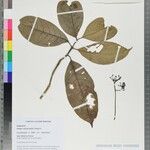 Rudgea stipulacea Leaf