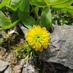 Trifolium badium Virág