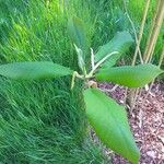 Magnolia macrophylla Leaf