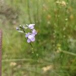 Nuttallanthus canadensis Blüte