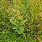 Populus tremuloidesLeaf