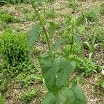 Phlomoides tuberosa Buveinė