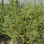 Amaranthus albus Habitus