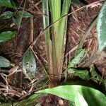 Cyperus costaricensis Corteza