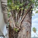 Ficus citrifolia Habit