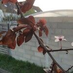 Prunus cerasifera Leaf