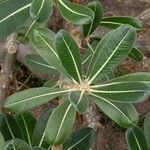 Pachypodium rosulatum Blatt