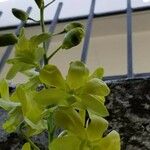 Dendrobium closterium Flower