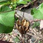 Aristolochia littoralis 果