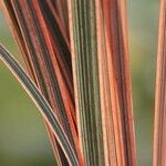 Phormium tenax Arall