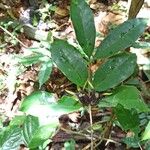 Coffea mannii List