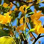 Pterocarpus rotundifolius