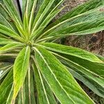 Echium strictum Листок