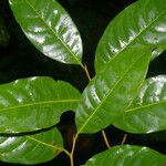 Sarcaulus brasiliensis Yaprak
