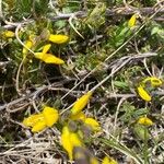 Genista anglica Lorea