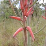 Aloe christianii Flor