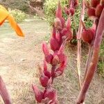 Canna indica Fruit