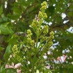 Fraxinus latifolia Floare