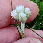 Antennaria dioica Blomst