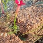 Ipomoea quamoclit Floare