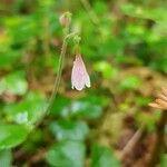 Linnaea borealis Kwiat