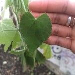 Abutilon grandifolium Blad