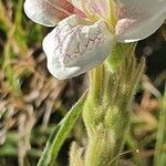 Asystasia charmian Virág