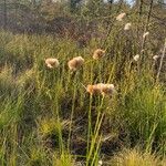 Eriophorum virginicum Costuma