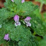 Lamium amplexicaule Кветка