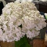 Hydrangea arborescensBlomst