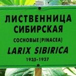 Larix sibirica Blatt