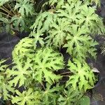 Begonia sikkimensis Leaf