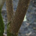 Acokanthera oblongifolia Bark