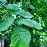 Ulmus laevis Blatt