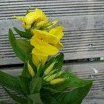 Oenothera rubricaulis Kvet