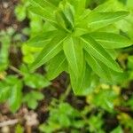 Euphorbia platyphyllos Foglia