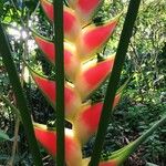 Heliconia wagneriana Blad