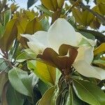 Magnolia grandifloraКветка