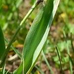 Leopoldia comosa Lapas