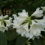 Rhododendron auriculatum Flor