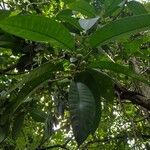 Ficus maxima Froito