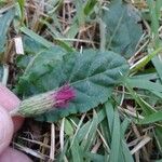 Chaptalia nutans Flower