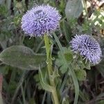 Globularia vulgaris Kvet