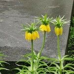 Fritillaria imperialisFlor