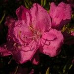 Rhododendron albrechtii Virág
