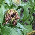 Calendula officinalis Fruit