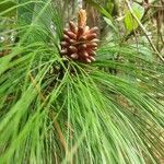 Pinus palustris Kwiat