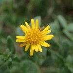 Inula spiraeifolia Flower