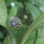 Psychotria urbaniana Други